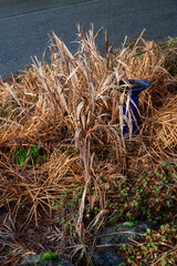 Winter garden with leaves that have died back, Iris and Crocosmia, and ready to be cut down, cobalt...