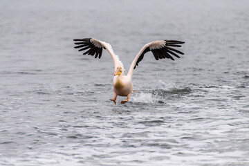 Telephoto shot of a great white pelican -Pelecanus onocrotalus- near Walvis Bay, Namibia