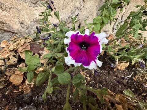 Petunia surfina burgundy flower with green leaves. Closeup of vibrant pink flowers of petunias. Pink white petunia flowers in the garden. 
