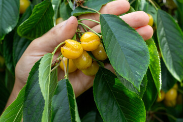 Obraz premium yellow cherry fruits are damaged and cracked due to excessive moisture