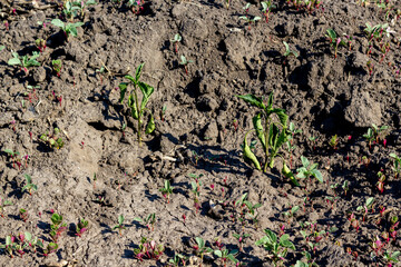 pepper seedlings withered from the heat