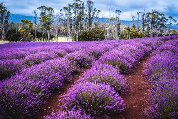 Purple Lavender Fields 