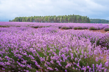 Purple Lavender Fields 