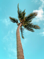 Coconut tree in Bahia, Brazil