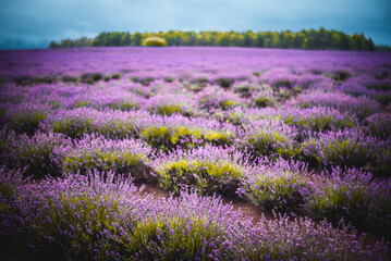 Obraz premium Purple Lavender Fields 