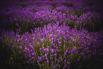Purple Lavender Fields 