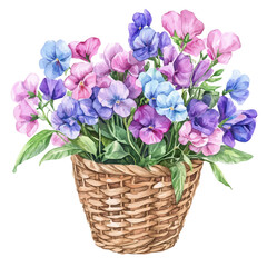 A watercolor of a sweet pea bouquet in a basket, isolated on a white background. Sweet pea vector.
