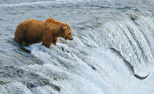 Brown bears catching salmon at the falls of the Brooks River in Alaska