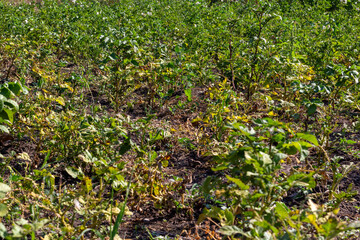 the top of the potato withered from the drought