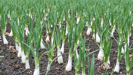 Fototapeta premium Fresh leeks growing in organized rows