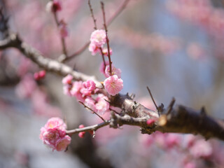 桜のマクロ撮影