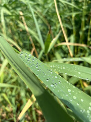 raindrops on the leaves 