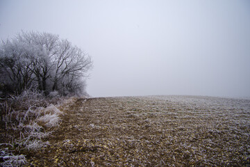Winter foggy landscape. Fields and trees