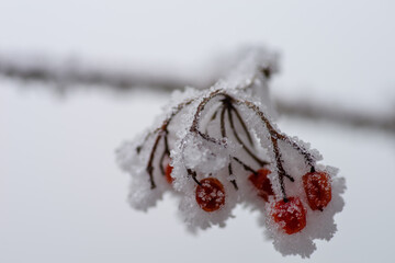 Winter background, frozen red rowan