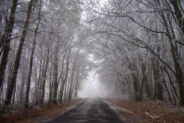 Beautiful frosty winter background, snowy trees