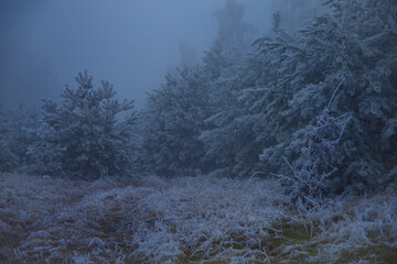 Winter foggy landscape. Fields and trees