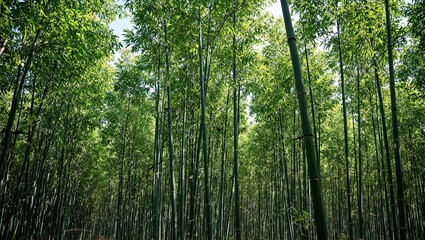 Fototapeta premium Tranquil bamboo forest with sunlight filtering through tall green stalks
