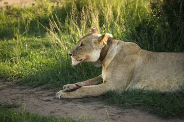 Lioness laying down after a kill in Maasai Mara National Park, Kenya 