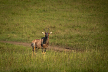 Naklejka premium A topi (subspecies of antelope) in Maasai Mara National Reserve, Kenya 