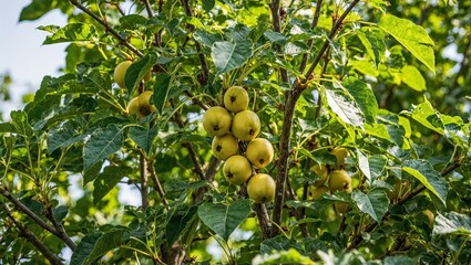Lush guava tree with ripe fruits and sunlight filtering through leaves
