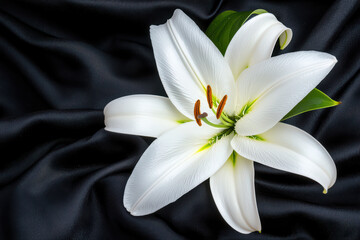 close up of single white lily on dark fabric