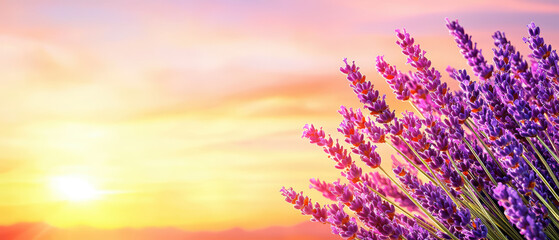 Naklejka premium Lavender field at sunset with vibrant colors and flowers
