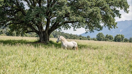 Tranquil meadow with white horse under oak tree distant mountains