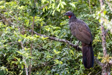 Jacuguaçu (Penelope obscura)