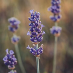 Obraz premium Lavender Field Serenity: A Close-Up of Purple Blossoms