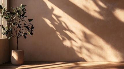 Plant in Pot Against Beige Wall with Sunlight Shadows