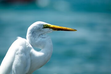 Great Egret (Ardea alba) in the Ciénaga of Magdalena and Santa Marta Beaches, Colombia