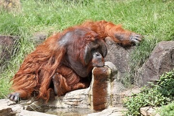 Obraz premium 水飲み場で水を飲むオランウータン