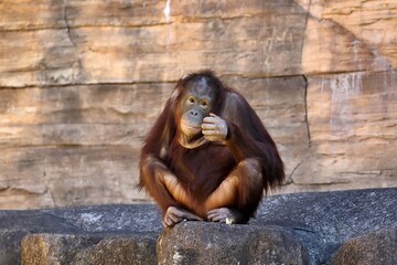 座って首を傾げるオランウータン © osaru_photos