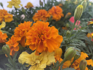 orange marigold flowers