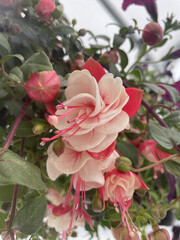 pink roses in garden