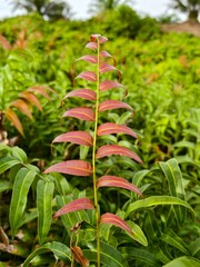 Kelakai plants (Stenochlaena Palustris) grow wild and abundantly in the tropical nature of Kalimantan © RMX IMG