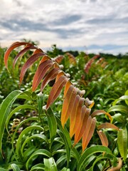 Kelakai plants (Stenochlaena Palustris) grow wild and abundantly in the tropical nature of Kalimantan © RMX IMG