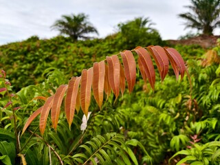 Kelakai plants (Stenochlaena Palustris) grow wild and abundantly in the tropical nature of Kalimantan © RMX IMG