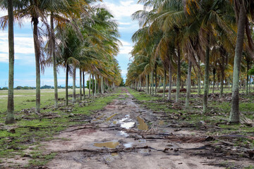 Obraz premium São João da Barra, RJ, Brazil, 12/30/2024 - Coconut grove in São João da Barra countryside, near Port of Açu 