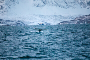 Humpback Whale in the Tromso, Norway Sea