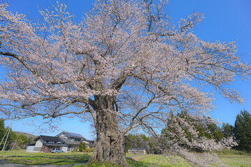 北館桜