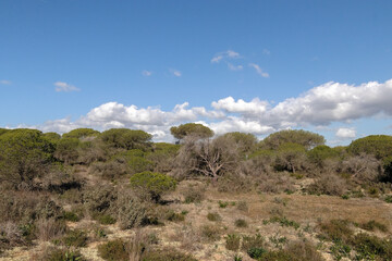 El pinar se muere, se esta secando