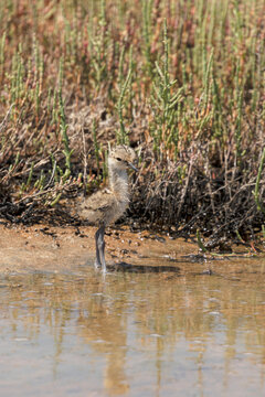Polluelo de Cig&uuml;e&ntilde;uela com&uacute;n (Himantopus himantopus)