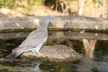 Paloma torcaz (Columba palumbus) apunto de beber agua
