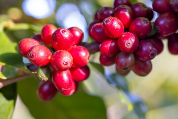 Coffee plant fruit red berry branch in coffee farm with fresh red and green coffee beans harvesting in mountain plantation, coffee beans trees agriculture and drinking beverages inndustry business.