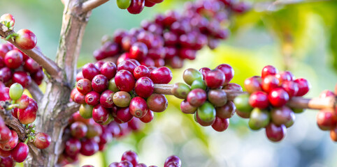 Coffee plant fruit red berry branch in coffee farm with fresh red and green coffee beans harvesting in mountain plantation, coffee beans trees agriculture and drinking beverages inndustry business.