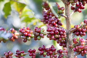 Coffee plant fruit red berry branch in coffee farm with fresh red and green coffee beans harvesting in mountain plantation, coffee beans trees agriculture and drinking beverages inndustry business.