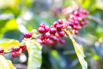 Coffee plant fruit red berry branch in coffee farm with fresh red and green coffee beans harvesting in mountain plantation, coffee beans trees agriculture and drinking beverages inndustry business.
