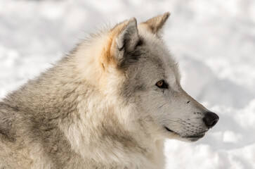 Gray wolf (Canis Lupus) in the snow