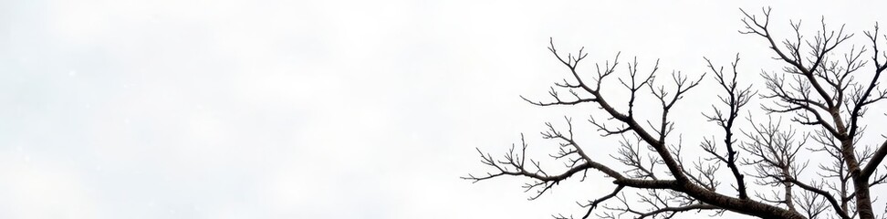 Naklejka premium Stark, bare branches against a bright white backdrop , serene, white